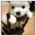 puppy-rocking-chair.jpg